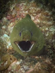 Toothy grin by Lowrey Holthaus 